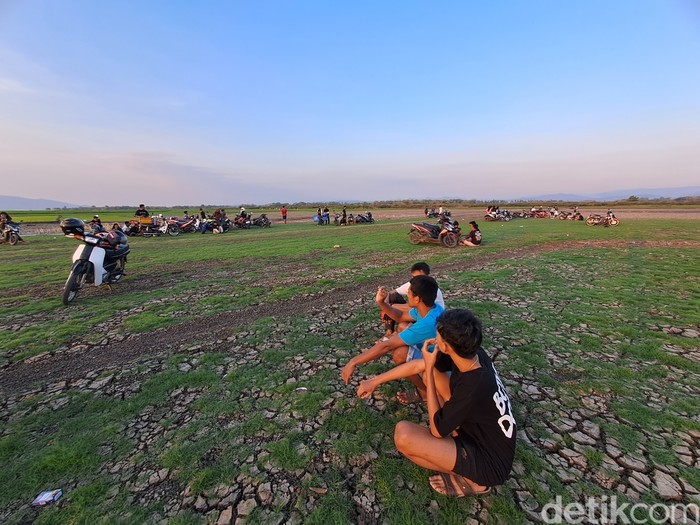Fenomena padang rumput hijau muncul di kawasan genangan Waduk Gajah Mungkur (WGM) yang kini mulai mengering, Jumat (8/9/2023).
