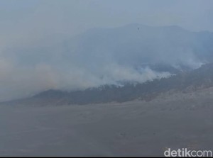 Dampak Kebakaran Bromo gegara Flare: Edelweiss Terbakar, Elang Jawa Pergi