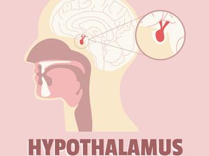 Hipotalamus, Bagian Otak yang Berperan Penting dalam Memproduksi Hormon