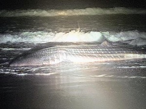 Hiu Tutul Terdampar-Mati di Pantai Pagak Purworejo