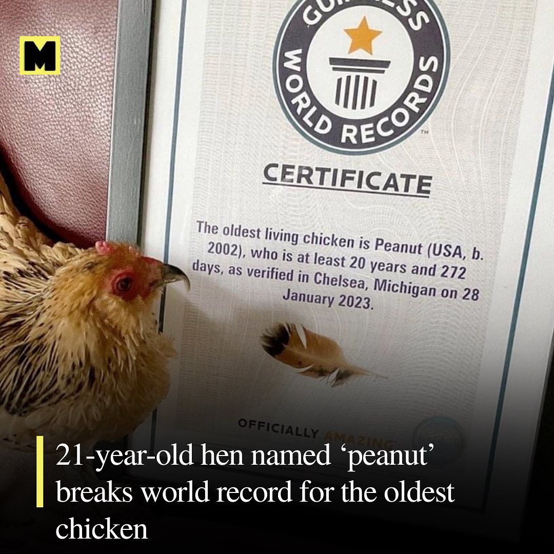 Keren! Ayam Tertua Ini Usianya Sudah 21 Tahun