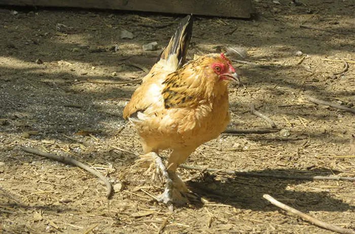 Keren! Ayam Tertua Ini Usianya Sudah 21 Tahun