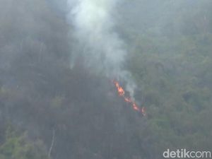 Kebakaran Gunung Bromo Merembet hingga Bromo Hillside Poncokusumo Malang