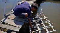 Petambak terpaksa mengurangi jumlah bibit kepiting bakau dari 600 menjadi 200 ekor yang menyebabkan menurunkan hasil produksi akibat tingginya tingkat salinitas atau kadar garam yang terlarut dalam air hampir mencapai 40 ppt (part per thousand) dikarenakan meningkatnya penguapan air laut pada musim kemarau.  