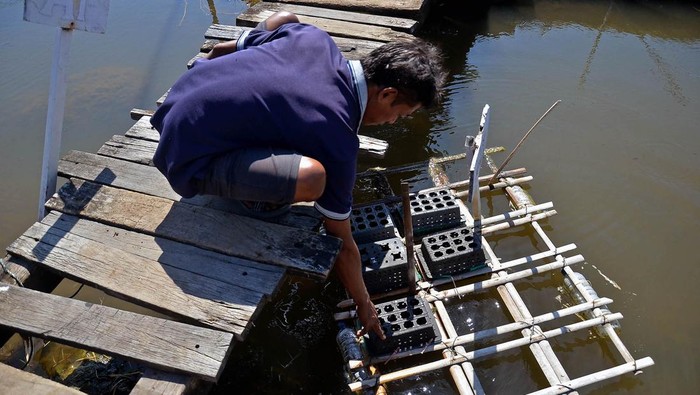 Petambak memperlihatkan kepiting bakau (Scylla serrata) hasil budidaya di Dusun Papakka, Kecamatan Bontoa, Kabupaten Maros, Sulawesi Selatan, Jumat (8/9/2023). Petambak terpaksa mengurangi jumlah bibit kepiting bakau dari 600 menjadi 200 ekor yang menyebabkan menurunkan hasil produksi akibat tingginya tingkat salinitas atau kadar garam yang terlarut dalam air hampir mencapai 40 ppt (part per thousand) dikarenakan meningkatnya penguapan air laut pada musim kemarau, sementara batas toleransi salinitas untuk kepiting bakau berada di angka 15-30 ppt. ANTARA FOTO/Hasrul Said/nz