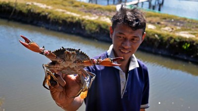 Potret Budi Daya Kepiting Bakau di Maros