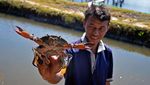 Potret Budi Daya Kepiting Bakau di Maros