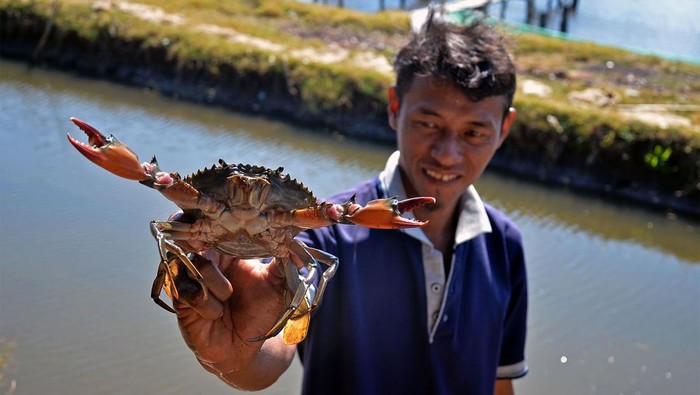 Potret Budidaya Kepiting Bakau Petambak memperlihatkan kepiting bakau (Scylla serrata) hasil budidaya di Dusun Papakka, Kecamatan Bontoa, Kabupaten Maros, Sulawesi Selatan, Jumat (8/9/2023). Petambak terpaksa mengurangi jumlah bibit kepiting bakau dari 600 menjadi 200 ekor yang menyebabkan menurunkan hasil produksi akibat tingginya tingkat salinitas atau kadar garam yang terlarut dalam air hampir mencapai 40 ppt (part per thousand) dikarenakan meningkatnya penguapan air laut pada musim kemarau, sementara batas toleransi salinitas untuk kepiting bakau berada di angka 15-30 ppt. ANTARA FOTO/Hasrul Said/nz