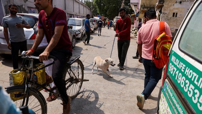 Stray dogs are seen in the back of an animal ambulance after they were captured by Municipal Corporation of Delhi (MCD) officials near Indira Gandhi International Airport ahead of the G20 summit in New Delhi, India, September 5, 2023. REUTERS/Anushree Fadnavis
