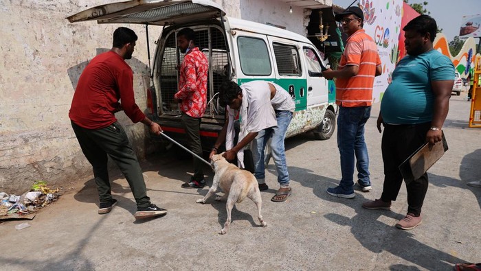 Potret India Sibuk Tangkap Ratusan Anjing Liar Jelang KTT G20 Stray dogs are seen in the back of an animal ambulance after they were captured by Municipal Corporation of Delhi (MCD) officials near Indira Gandhi International Airport ahead of the G20 summit in New Delhi, India, September 5, 2023. REUTERS/Anushree Fadnavis