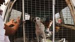 Potret India Sibuk Tangkap Ratusan Anjing Liar Jelang KTT G20
