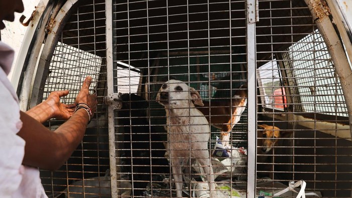 Stray dogs are seen in the back of an animal ambulance after they were captured by Municipal Corporation of Delhi (MCD) officials near Indira Gandhi International Airport ahead of the G20 summit in New Delhi, India, September 5, 2023. REUTERS/Anushree Fadnavis