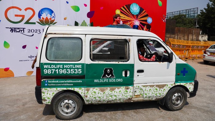 Stray dogs are seen in the back of an animal ambulance after they were captured by Municipal Corporation of Delhi (MCD) officials near Indira Gandhi International Airport ahead of the G20 summit in New Delhi, India, September 5, 2023. REUTERS/Anushree Fadnavis