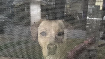 Anjingnya mengurung dia di luar rumah. Foto: the_beeve/Reddit