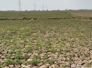 6 Ribu Hektare Sawah di Indramayu Terancam Gagal Panen gegara El Nino