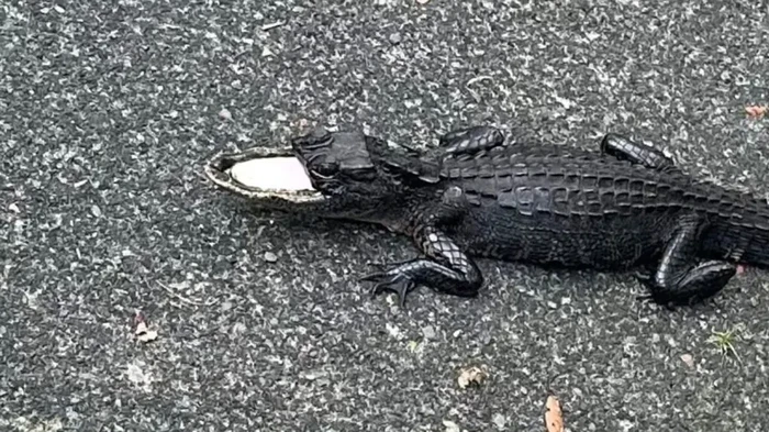 Aligator