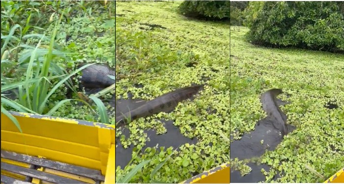 Anaconda