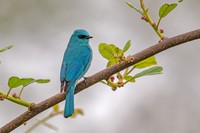 Bird Photographer of the Year 2023