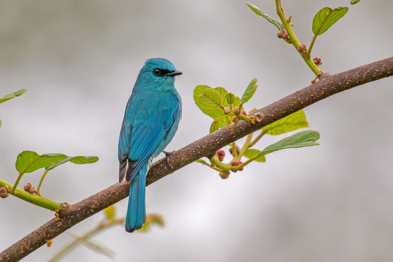 Bird Photographer of the Year 2023