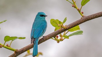 Verditer Flycatcher karya Arko Saha memenangkan kategori 11 tahun ke bawah. Foto: Arko Saha/Bird Photographer of the Year 2023