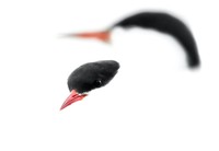 Bird Photographer of the Year 2023