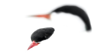 High-key Terns karya Harry Sedin menjuarai kategori 12-14 tahun. Foto: Harry Sedin/Bird Photographer of the Year 2023