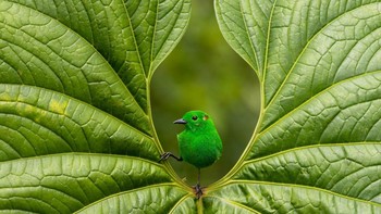 Glistening Green karya Nicolas Reusens terpilih sebagai juara kategori Best Portrait. Foto: Nicolas Reusens/Bird Photographer of the Year 2023