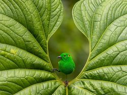 Terpesona Karya Jawara Kontes Foto Burung yang Memukau