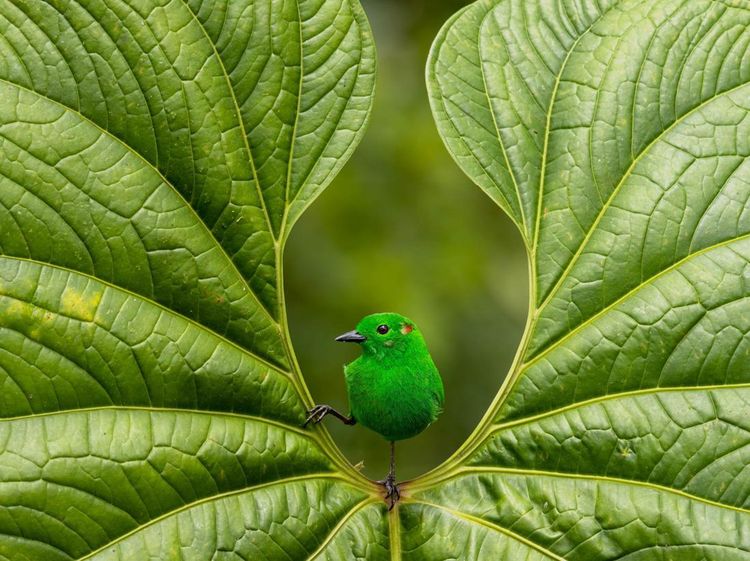 Terpesona Karya Jawara Kontes Foto Burung yang Memukau