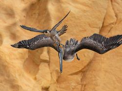 Terpesona Karya Jawara Kontes Foto Burung yang Memukau