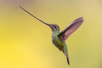 Bird Photographer of the Year 2023