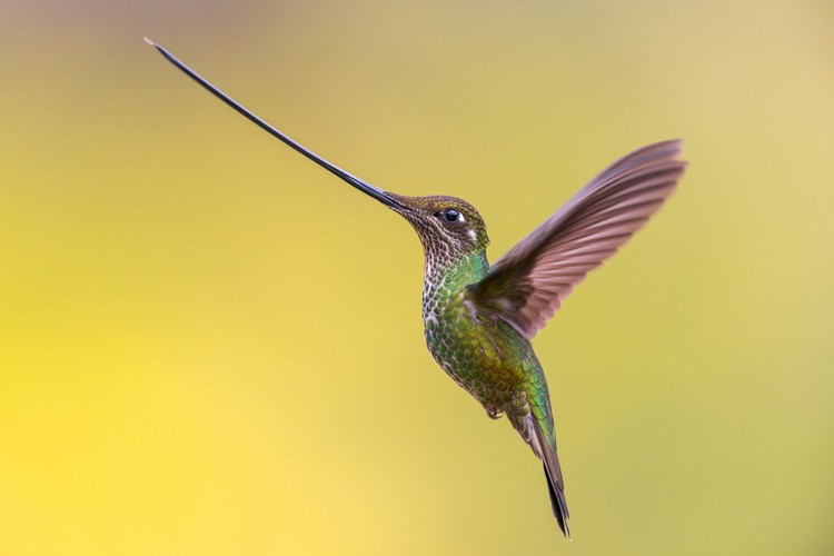 Bird Photographer of the Year 2023 Bird Photographer of the Year 2023