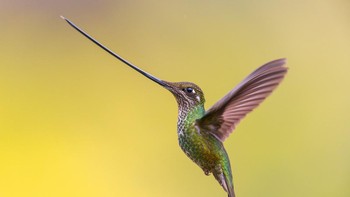 Flying Sword karya Rafael Armada memenangkan kategori Birds in Flight. Foto: Rafael Armada/Bird Photographer of the Year 2023