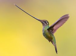 Terpesona Karya Jawara Kontes Foto Burung yang Memukau
