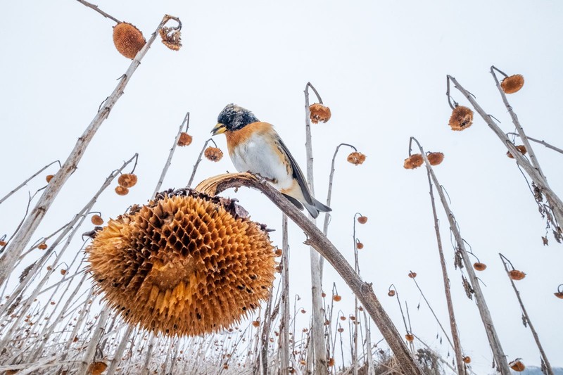 Bird Photographer of the Year 2023