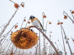 Terpesona Karya Jawara Kontes Foto Burung yang Memukau