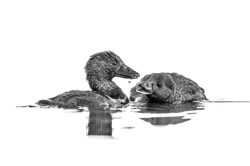 Bird Photographer of the Year 2023