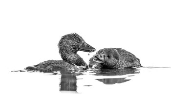 Fascinating Droplet karya Jason Moore menjuarai kategori Black and White. Foto: Jason Moore/Bird Photographer of the Year 2023