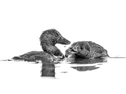 Terpesona Karya Jawara Kontes Foto Burung yang Memukau