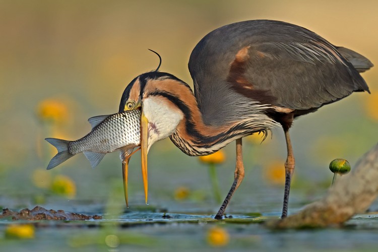 Bird Photographer of the Year 2023
