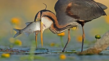 No Way Out karya Antonio Aguti memenangkan kategori Comedy Bird Photo. Foto: Antonio Aguti/Bird Photographer of the Year 2023