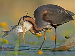 Terpesona Karya Jawara Kontes Foto Burung yang Memukau