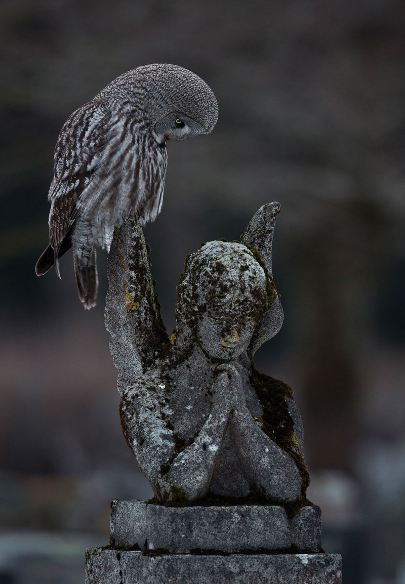 Bird Photographer of the Year 2023