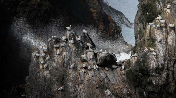 Bird Photographer of the Year 2023