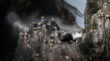 Life and Death merupakan satu dari lima foto hasil jepretan Rachel Bigsby yang memenangkan kategori Best Portfolio. Foto: Rachel Bigsby/Bird Photographer of the Year 2023
