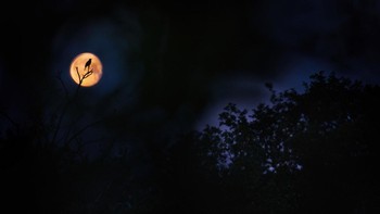 Blue Hour and Red Moon karya Anton Trexler didapuk sebagai pemenang Young Bird Photographer of the Year. Foto ini juga menjuarai kategori 15-17 tahun. Foto: Anton Trexler/Bird Photographer of the Year 2023