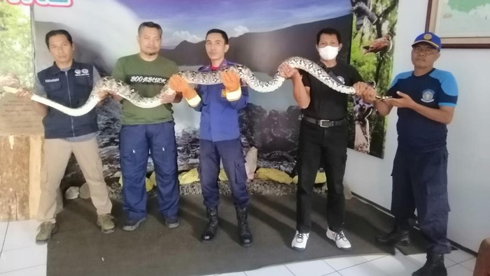 Warga Kelurahan Penderejo, Kecamatan/Kabupaten Banyuwangi dibikin resah oleh ular piton sepanjang 4 meter. Piton ini berkeliaran sekitar sungai dekat permukiman.