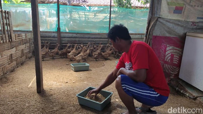 Peternak di Sidoarjo terus merugi karena unggasnya mati misterius