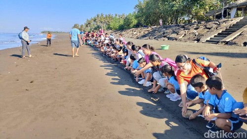 Siswa TK Wira Kumara Desa Perancak saat melepasliarkan 250 ekor tukik lekang di Pantai Perancak, Kecamatan Jembrana, Kabupaten Jembrana, Sabtu (9/9/2023).