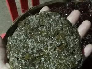 Menu Rumput Laut Dimasak Pakai Semut Rangrang Khas Paranggupito, Berani Coba?